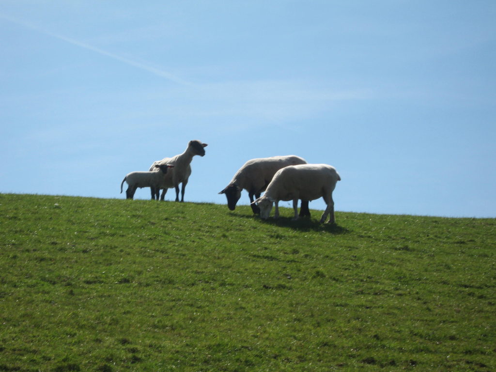 East Frisia sheep