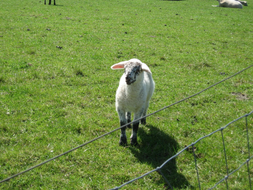 East Frisia lamb