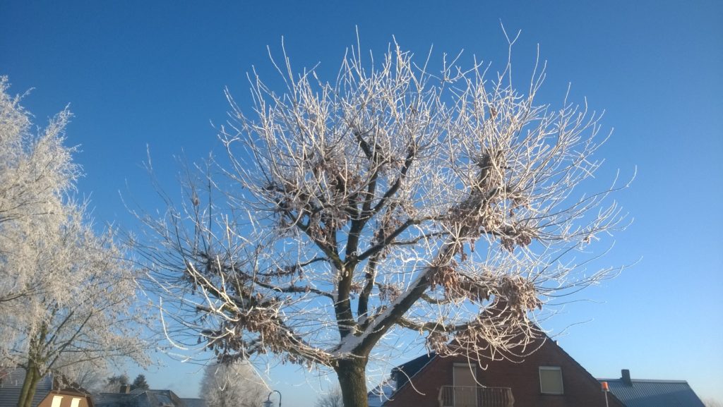 Frosted oak tree