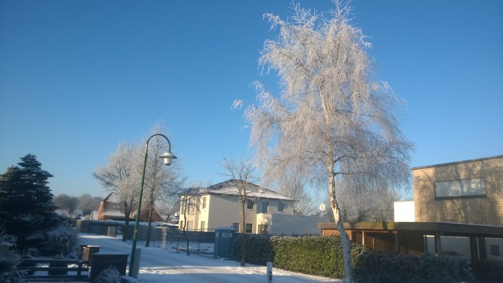 Frosted trees