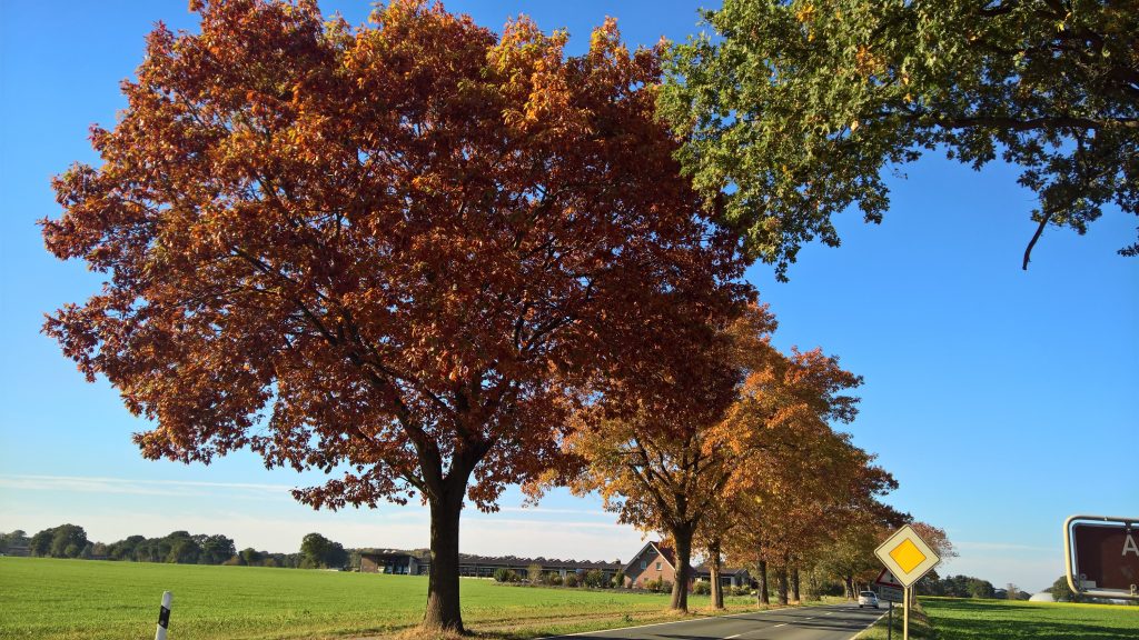 Tree-lined road autumn