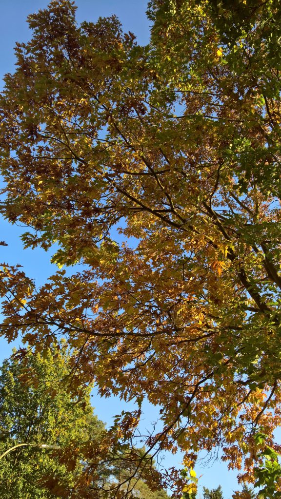 Fall foliage