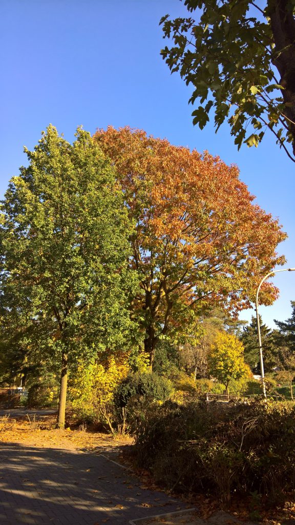 Red oak tree