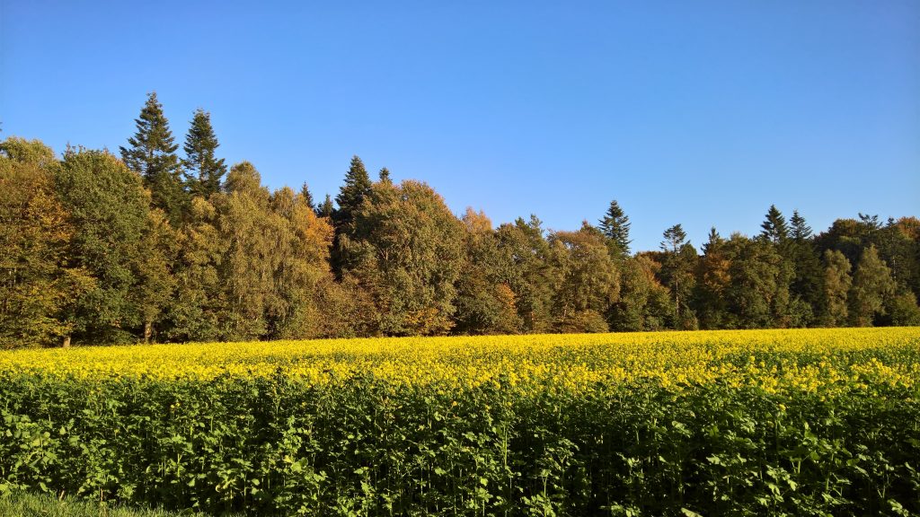 Autumn field