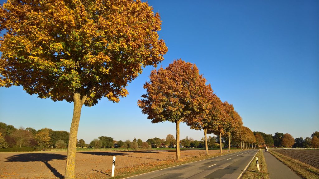 Autumn road