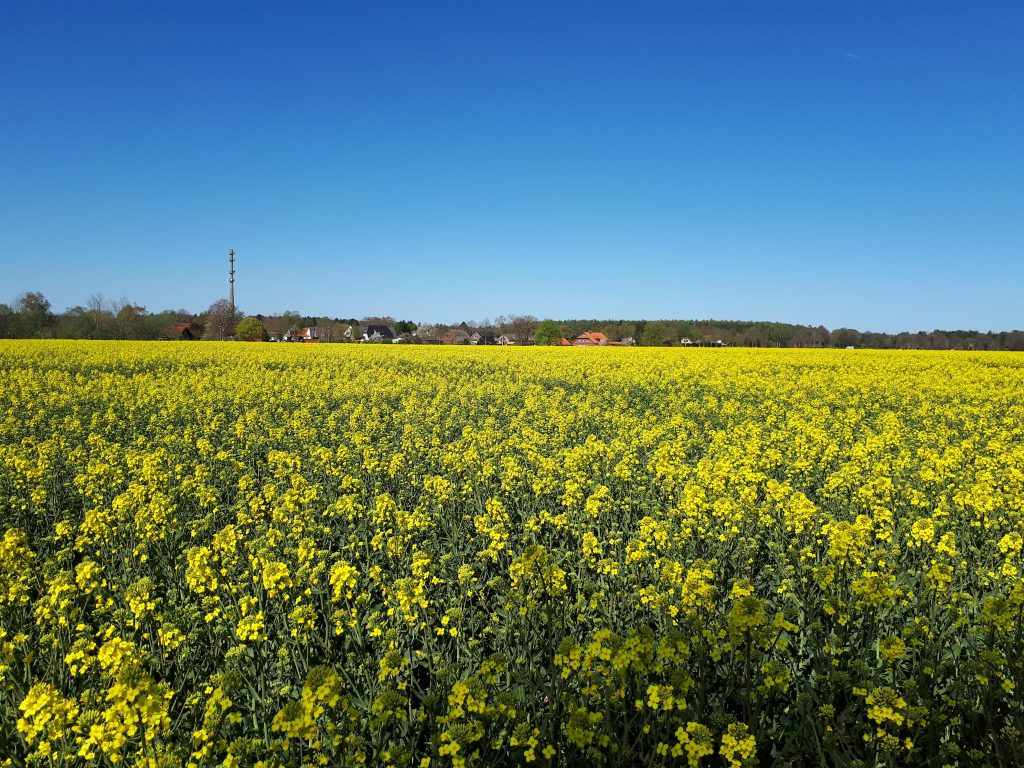 Rapessed field in full bloom near Dünsen