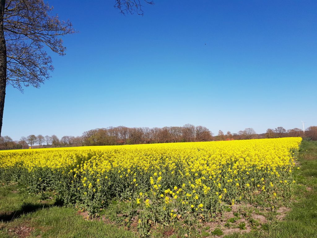 Rapeseed field in full bloom