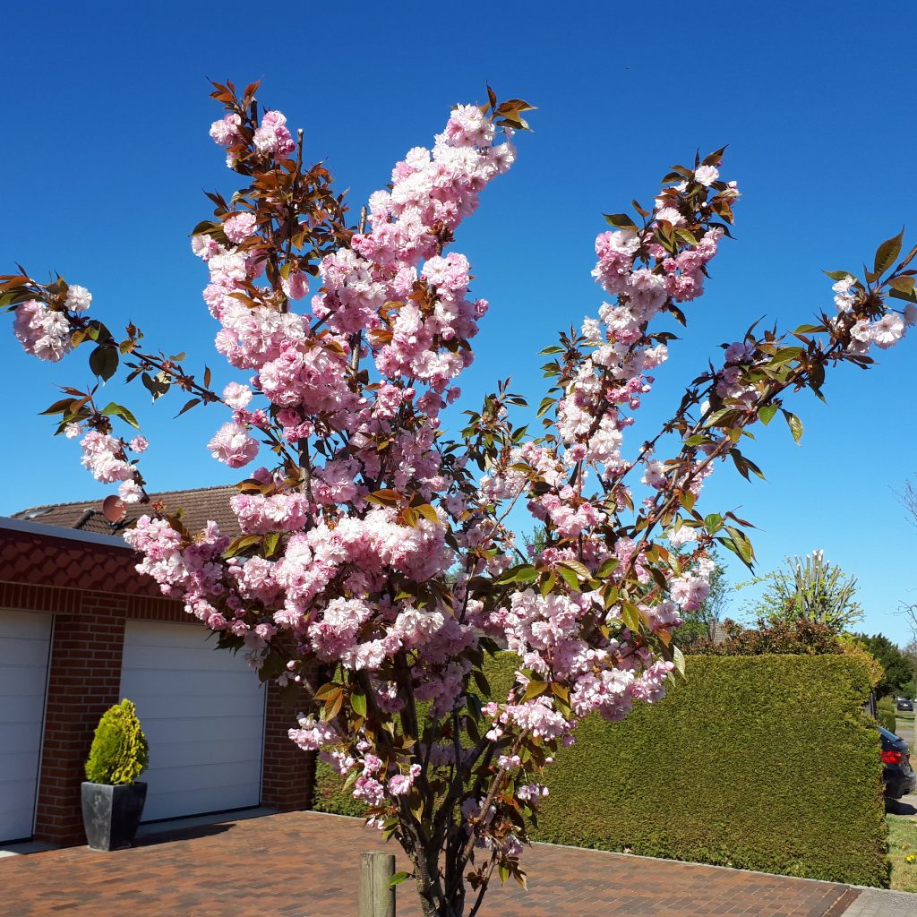 Ornamental cherry tree
