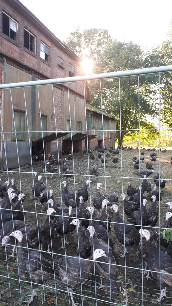 Turkey farm