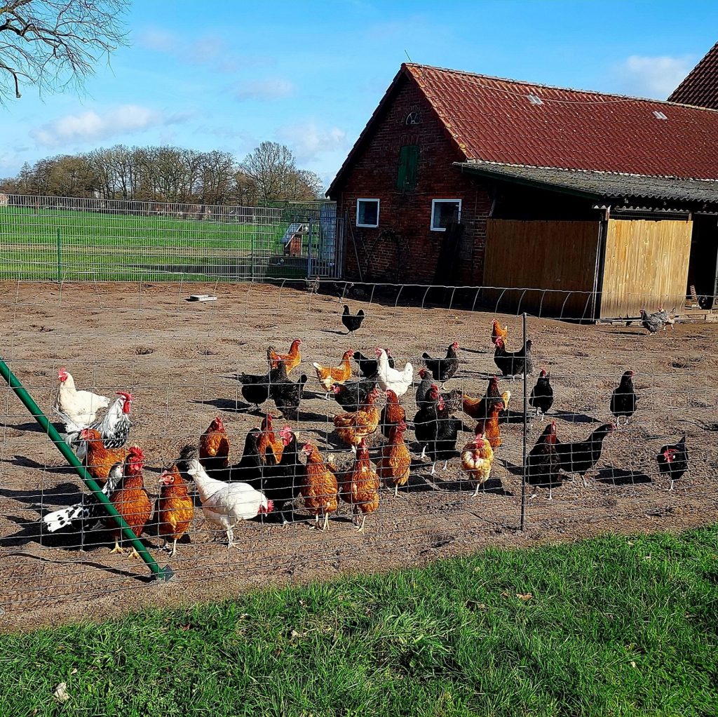 Asteroid belt chickens